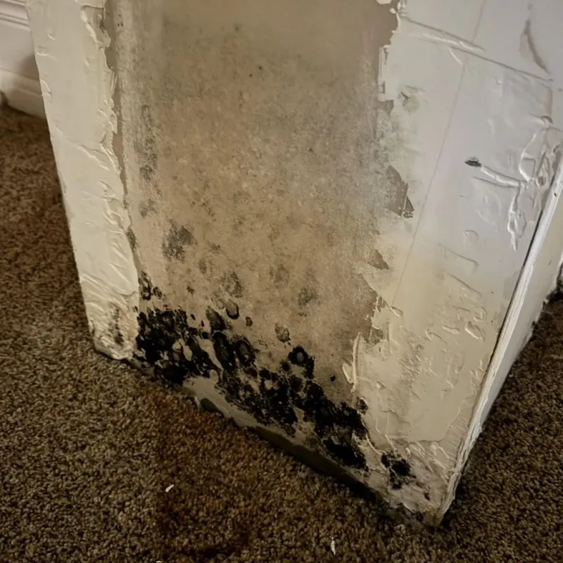 Professional Mold Removal in Dillonvale, OH